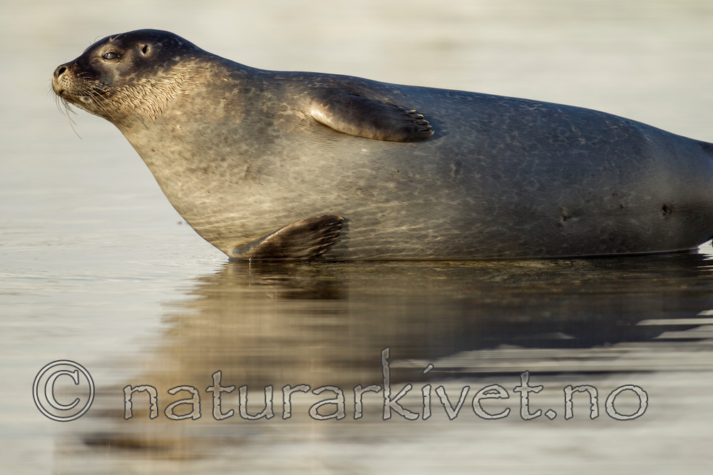 KA_140612_3990 / Phoca vitulina / Steinkobbe
