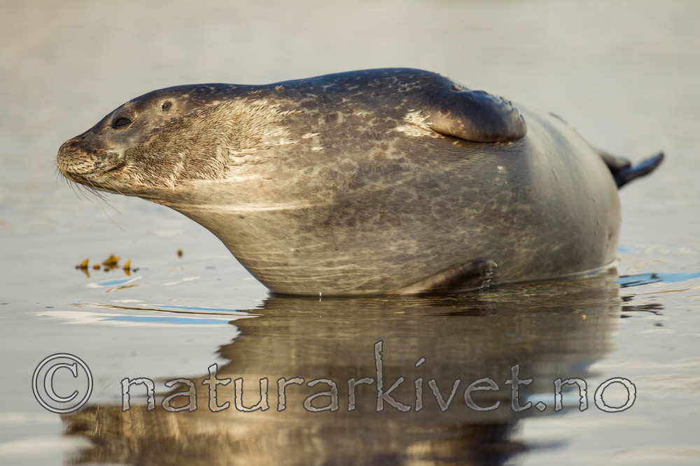 KA_140612_4005 / Phoca vitulina / Steinkobbe
