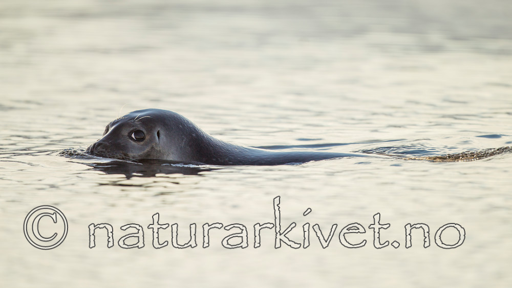 KA_140612_4018 / Phoca vitulina / Steinkobbe