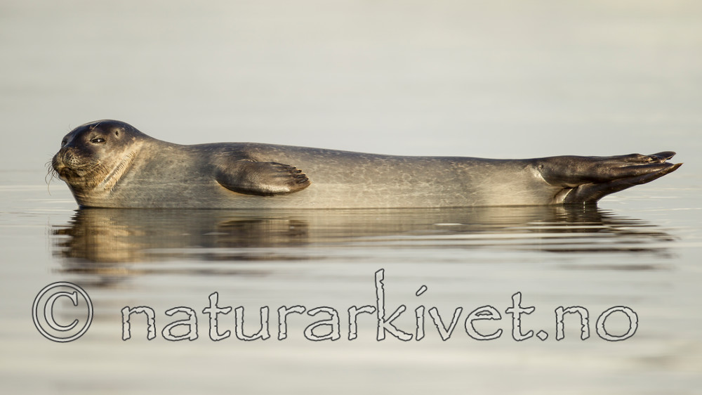 KA_140612_4025 / Phoca vitulina / Steinkobbe