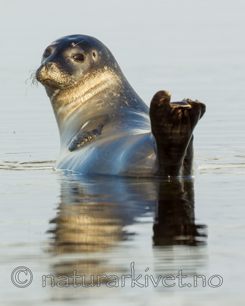 KA_140612_4039 / Phoca vitulina / Steinkobbe