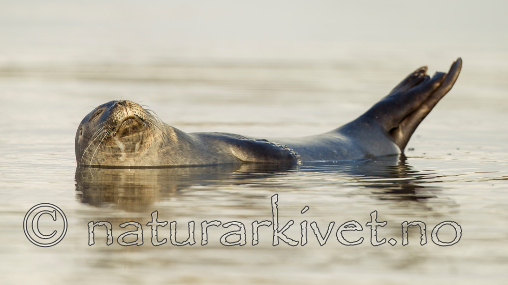 KA_140612_4042 / Phoca vitulina / Steinkobbe