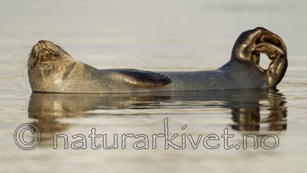 KA_140612_4070 / Phoca vitulina / Steinkobbe