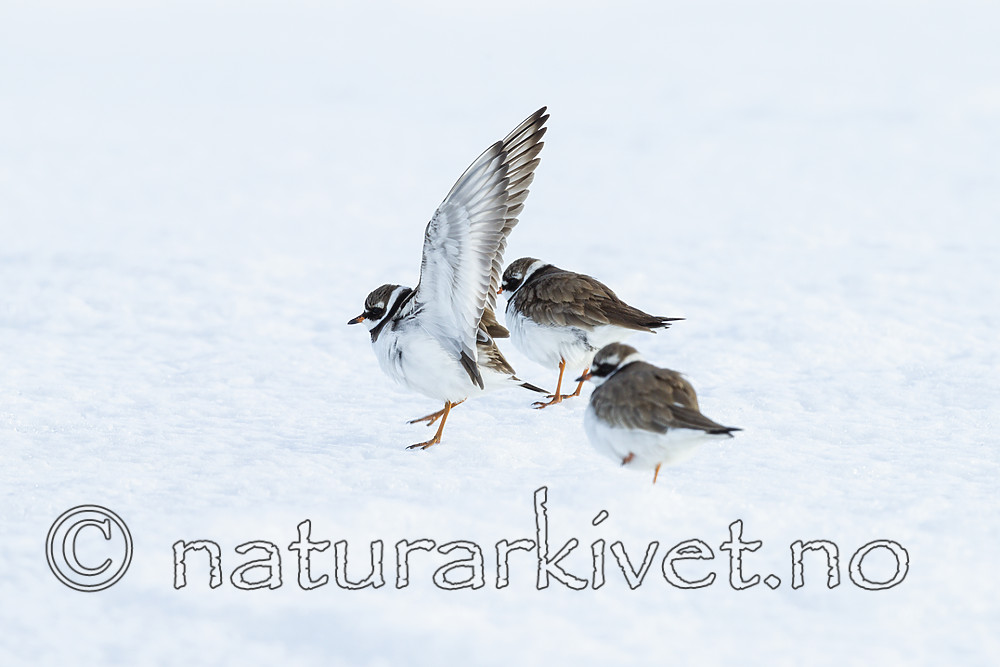 KA_140613_4094 / Charadrius hiaticula / Sandlo