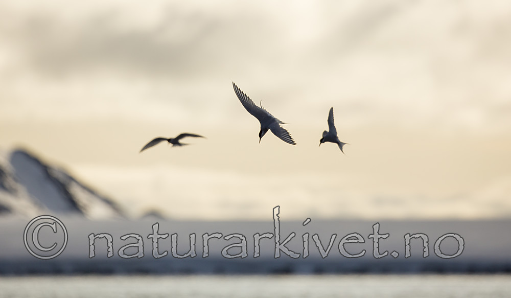 KA_140613_4103 / Sterna paradisaea / Rødnebbterne