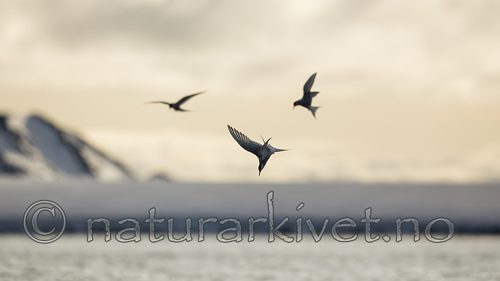 KA_140613_4104 / Sterna paradisaea / Rødnebbterne