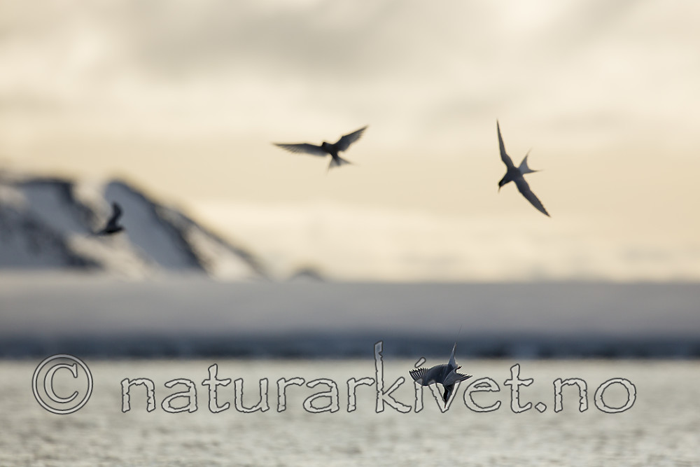 KA_140613_4105 / Sterna paradisaea / Rødnebbterne