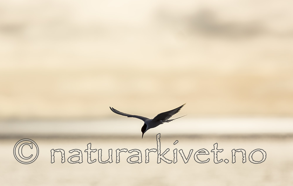 KA_140613_4107 / Sterna paradisaea / Rødnebbterne