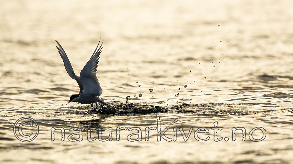 KA_140613_4108 / Sterna paradisaea / Rødnebbterne