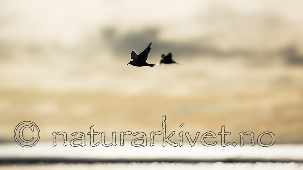 KA_140613_4109 / Sterna paradisaea / Rødnebbterne