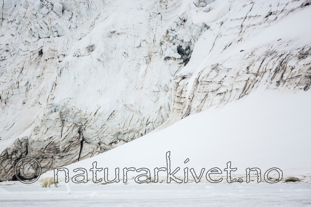 KA_140613_4144 / Ursus maritimus / Isbjørn