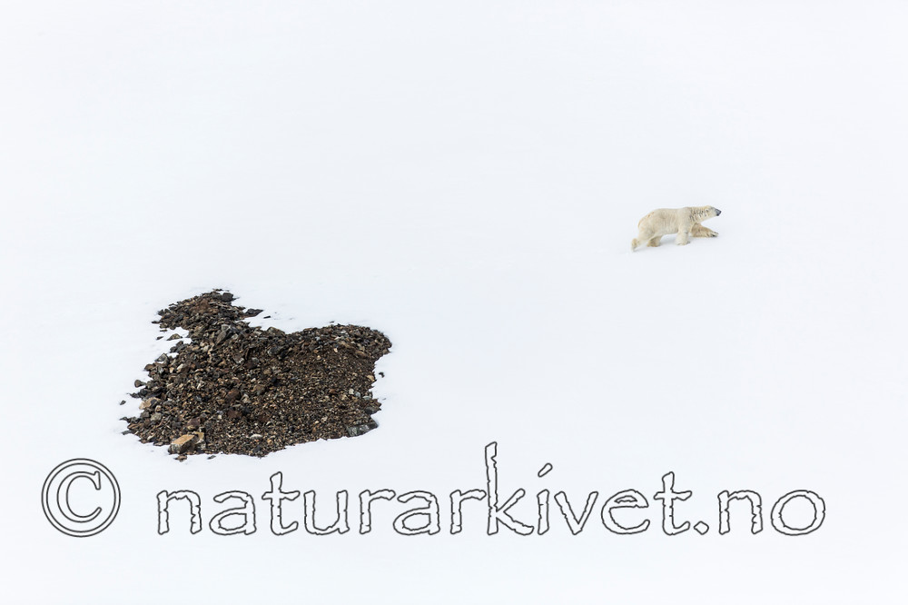 KA_140613_4167 / Ursus maritimus / Isbjørn