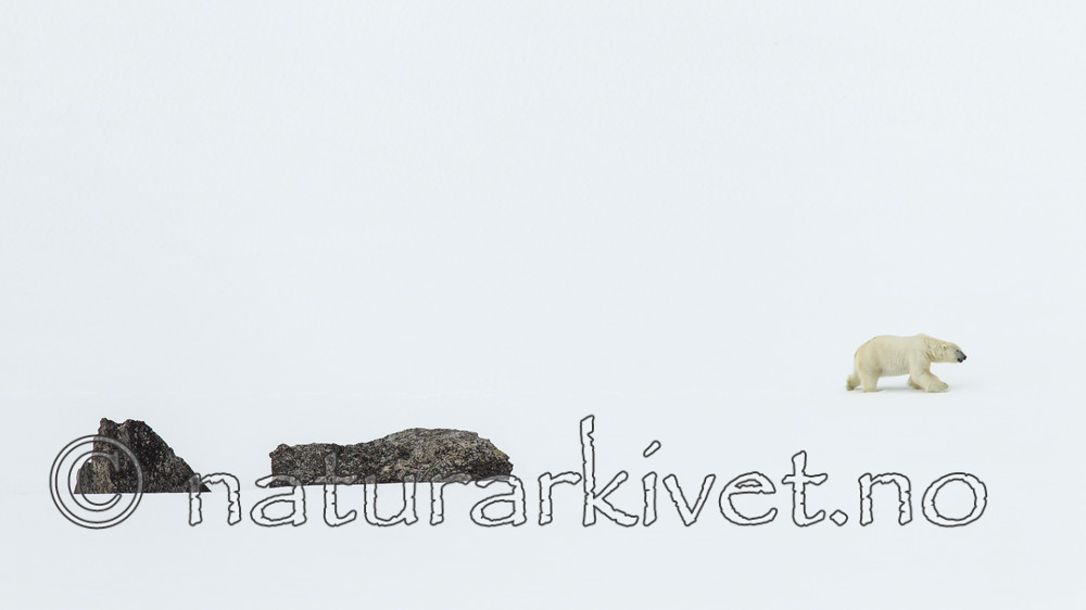 KA_140613_4188 / Ursus maritimus / Isbjørn