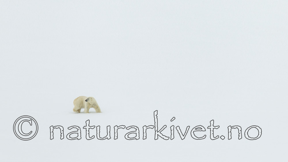 KA_140613_4190 / Ursus maritimus / Isbjørn