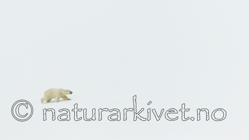KA_140613_4197 / Ursus maritimus / Isbjørn