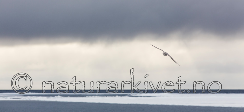 KA_140614_4581 / Fulmarus glacialis / Havhest