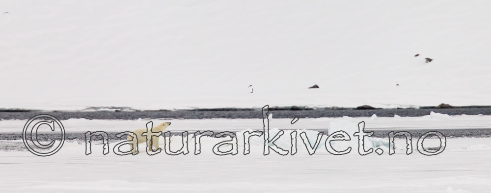 KA_140614_4634 / Ursus maritimus / Isbjørn