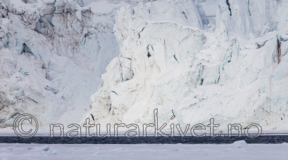 KA_140614_4644 / Ursus maritimus / Isbjørn