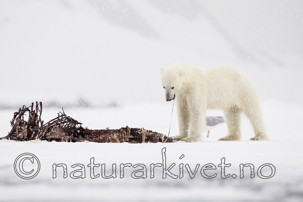 KA_140614_4668 / Ursus maritimus / Isbjørn