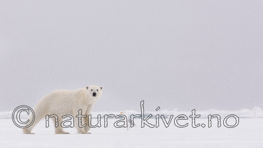 KA_140614_4678 / Larus hyperboreus / Polarmåke <br /> Ursus maritimus / Isbjørn