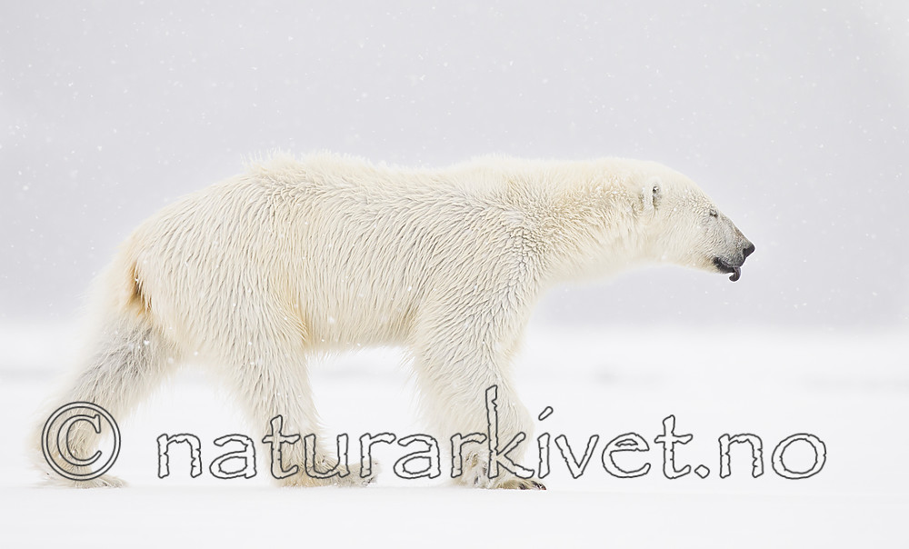 KA_140614_4693 / Ursus maritimus / Isbjørn
