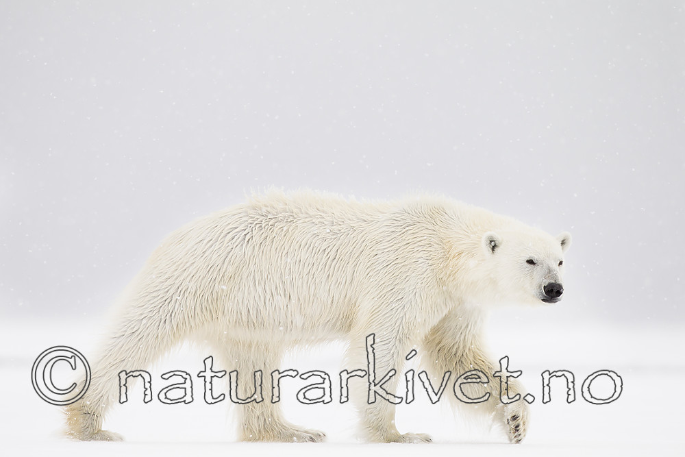 KA_140614_4696 / Ursus maritimus / Isbjørn