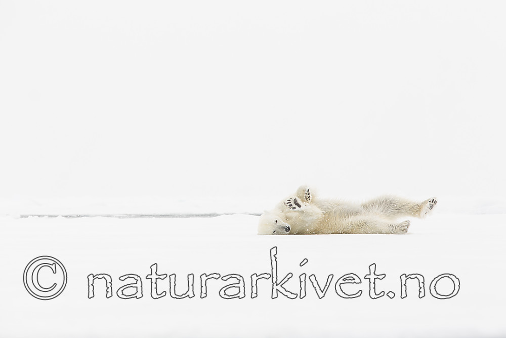 KA_140614_4708 / Ursus maritimus / Isbjørn