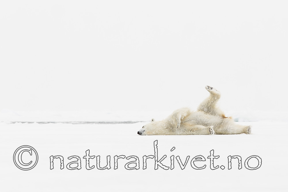 KA_140614_4709 / Ursus maritimus / Isbjørn