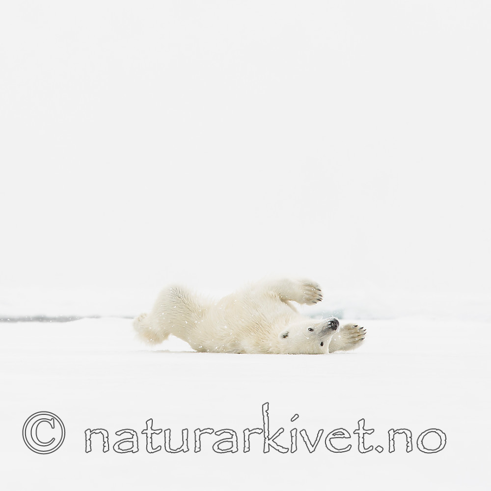 KA_140614_4715 / Ursus maritimus / Isbjørn