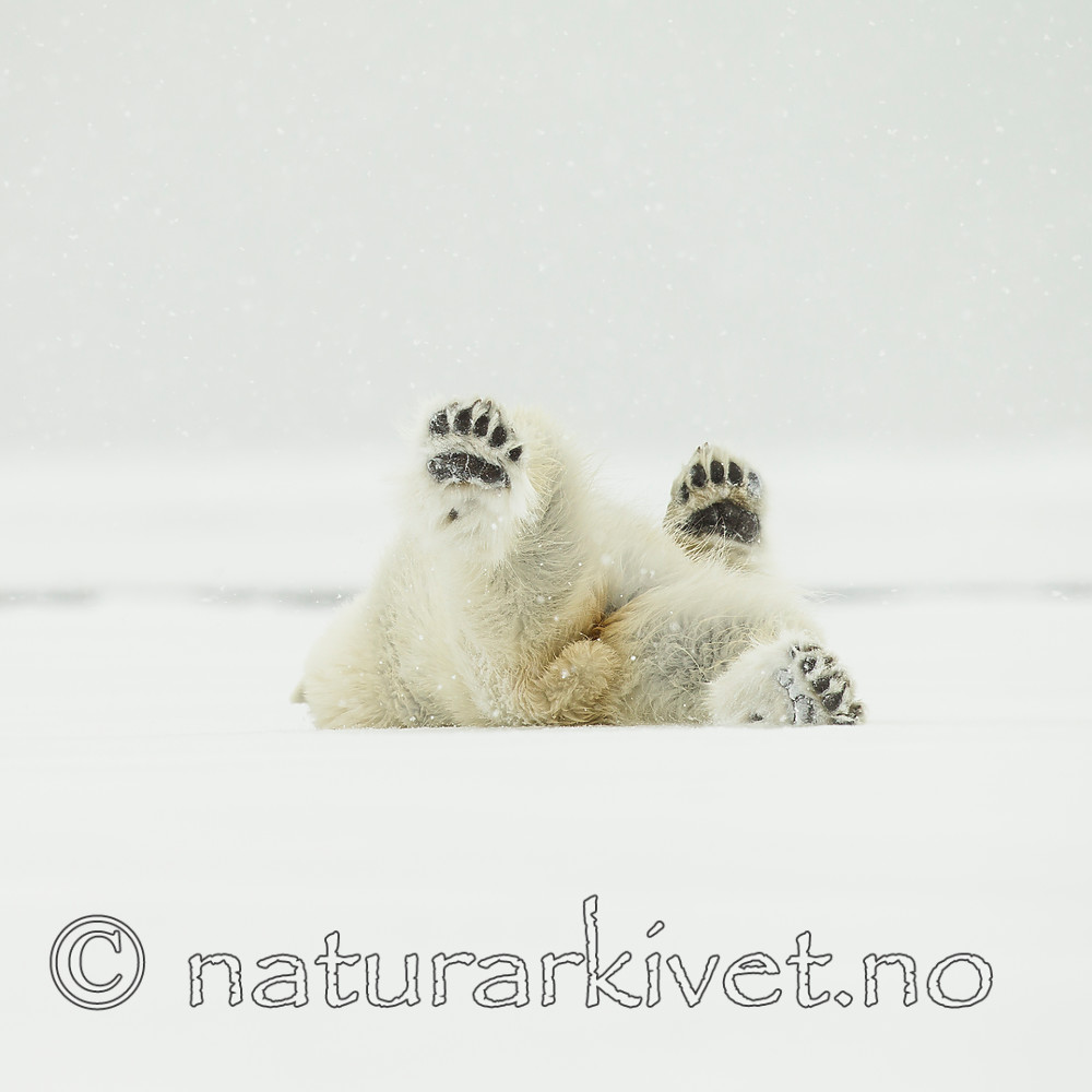 KA_140614_4736 / Ursus maritimus / Isbjørn