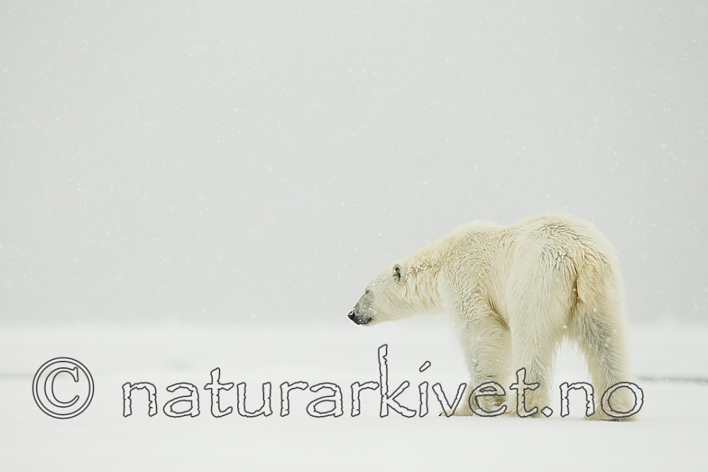 KA_140614_4738 / Ursus maritimus / Isbjørn