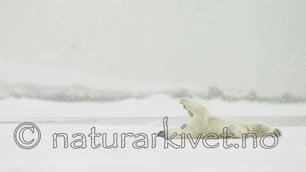 KA_140614_4746 / Ursus maritimus / Isbjørn