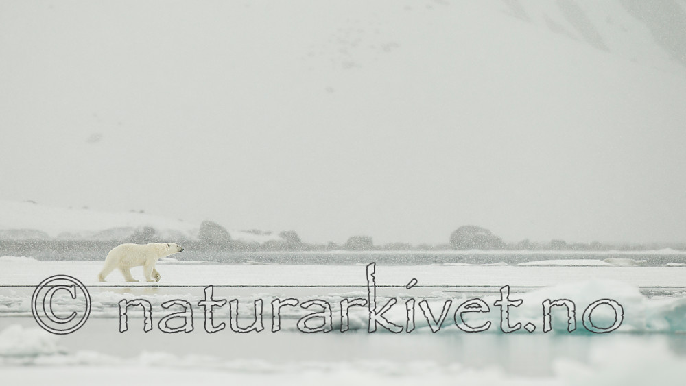 KA_140614_4747 / Ursus maritimus / Isbjørn