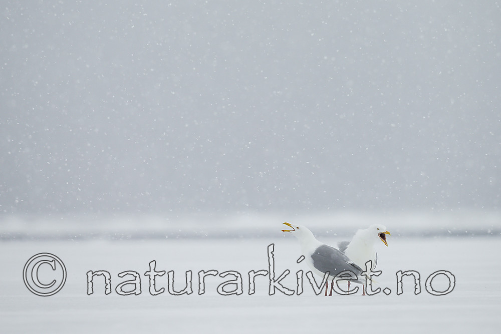 KA_140614_4749 / Larus hyperboreus / Polarmåke