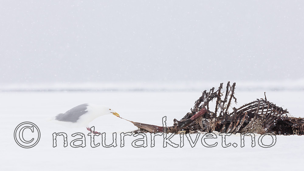 KA_140614_4752 / Larus hyperboreus / Polarmåke