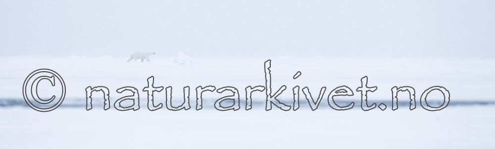 KA_140614_4753 / Ursus maritimus / Isbjørn