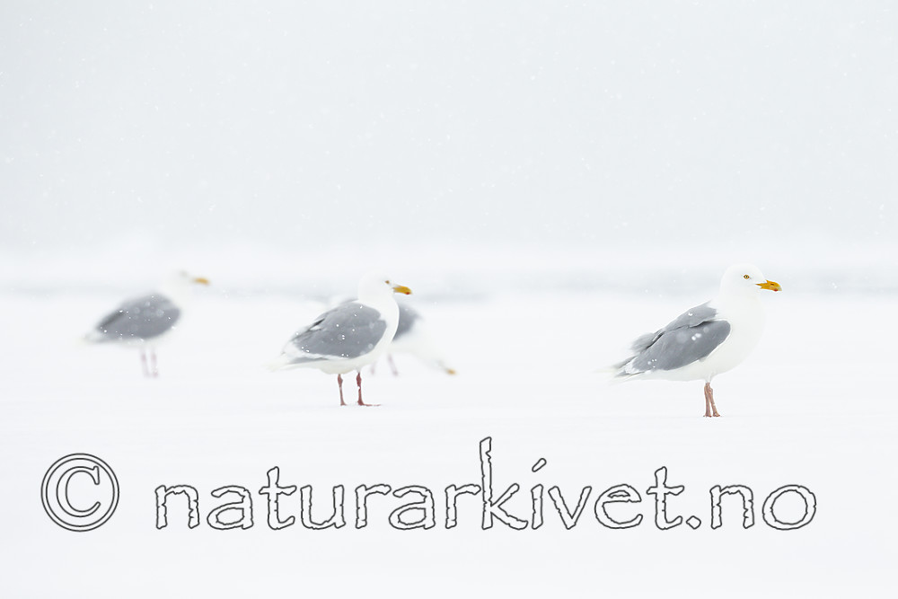 KA_140614_4755 / Larus hyperboreus / Polarmåke