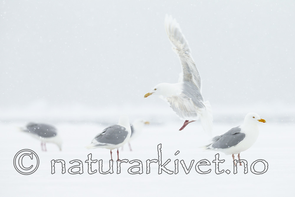 KA_140614_4757 / Larus hyperboreus / Polarmåke