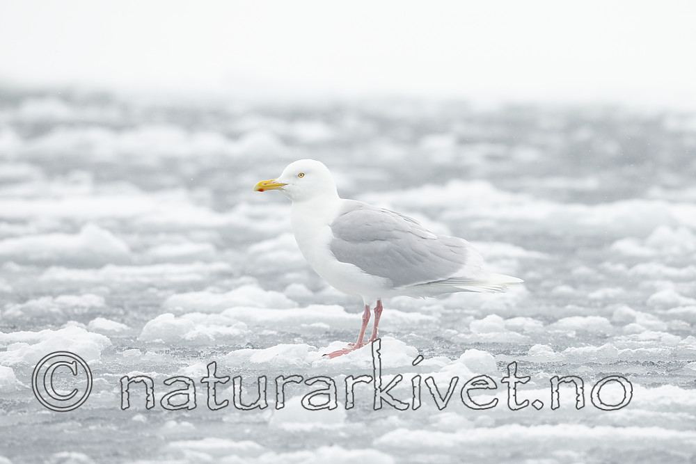 KA_140614_4761 / Larus hyperboreus / Polarmåke