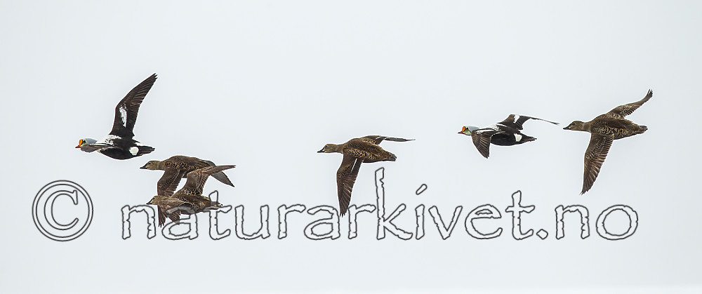 KA_140614_4762 / Somateria spectabilis / Praktærfugl