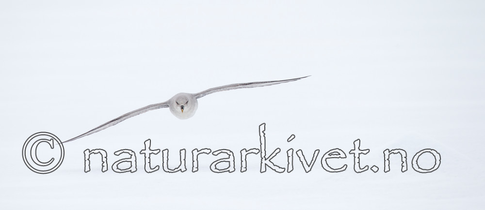 KA_140614_4763 / Fulmarus glacialis / Havhest