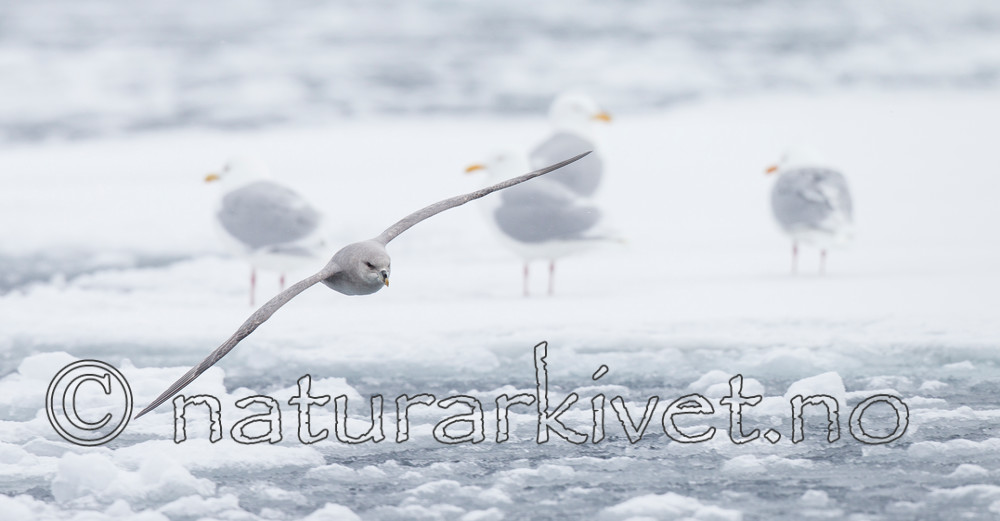 KA_140614_4764 / Fulmarus glacialis / Havhest <br /> Larus hyperboreus / Polarmåke