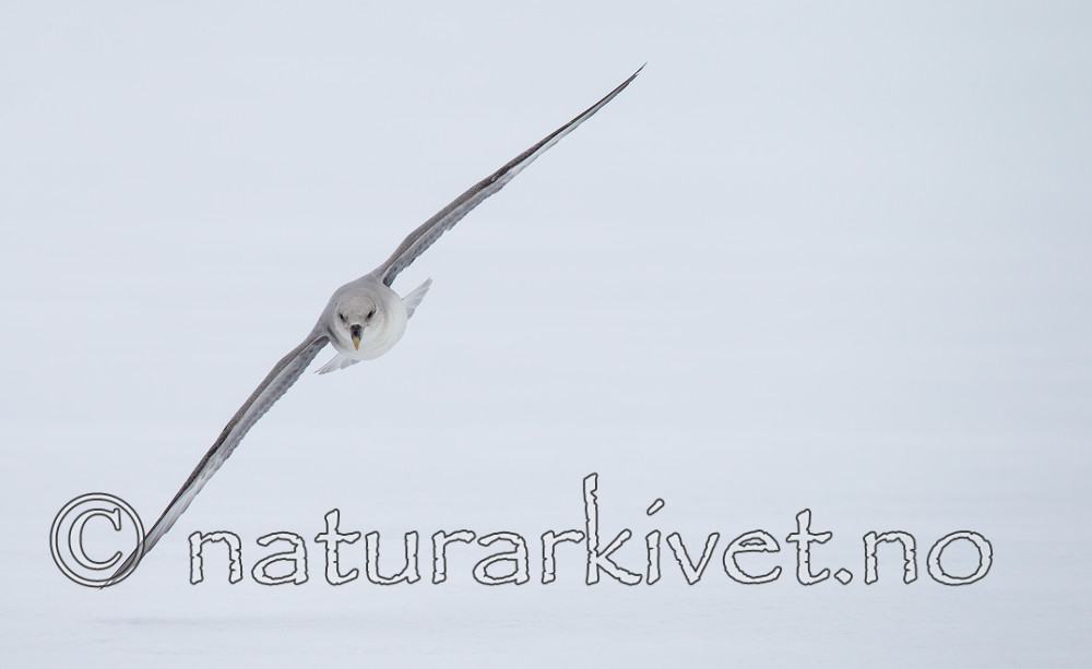 KA_140614_4765 / Fulmarus glacialis / Havhest