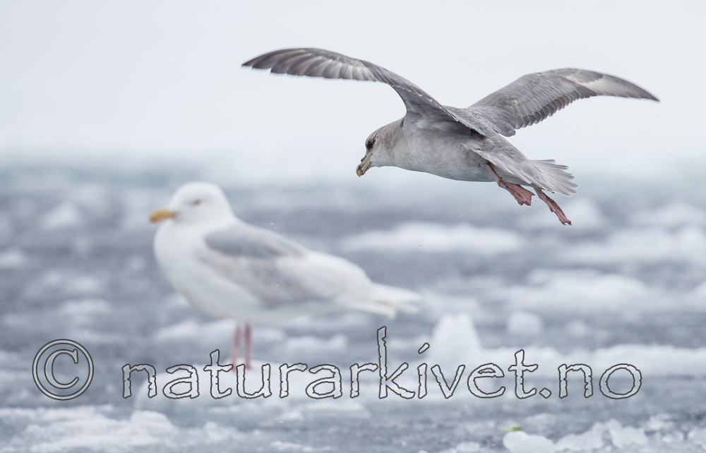 KA_140614_4766 / Fulmarus glacialis / Havhest <br /> Larus hyperboreus / Polarmåke