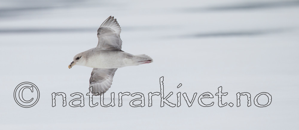 KA_140614_4774 / Fulmarus glacialis / Havhest
