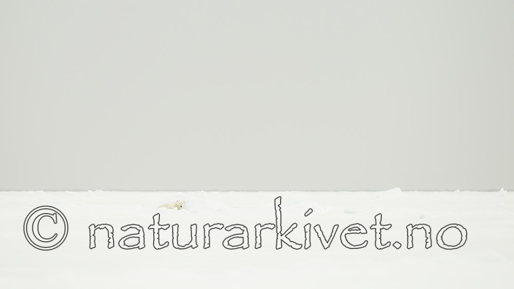 KA_140614_4776 / Ursus maritimus / Isbjørn