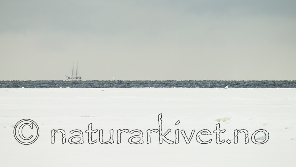 KA_140614_4777 / Ursus maritimus / Isbjørn