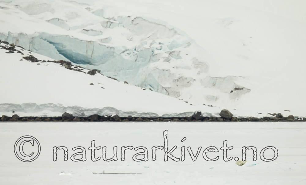 KA_140614_4780 / Ursus maritimus / Isbjørn