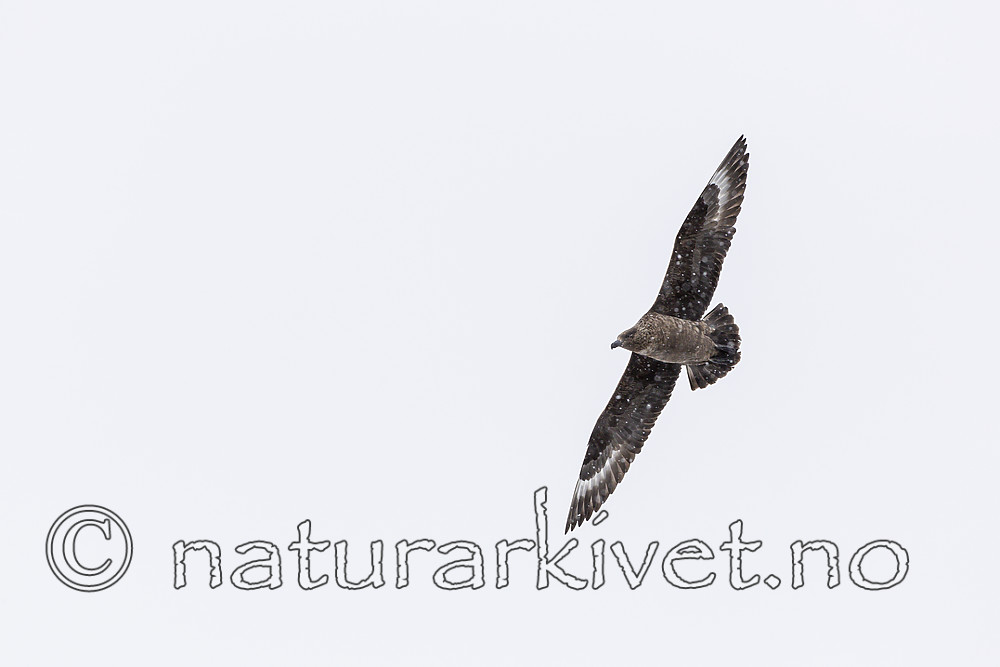 KA_140614_4781 / Stercorarius skua / Storjo