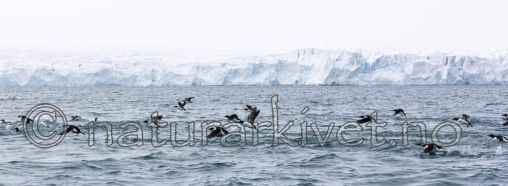 KA_140614_4787 / Uria lomvia / Polarlomvi